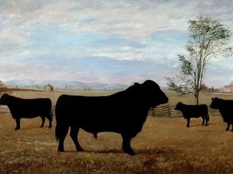 1856-Frederick Charles Gordon - La mandria di Aberdeen Angus di proprieta dell'Onorevole J. H. Pope, membro del Parlamento del Cookshire, Quebec